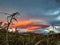 beautiful lenticular clouds with sunset colors.