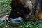 Beautiful Leonberger drinking from the bowls of water