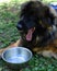 Beautiful Leonberger whit his tongue out lying next to the bowls of water , portrait