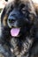 Beautiful Leonberger whit his tongue out, portrait