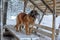 Beautiful leonberger winter portrait