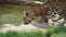 Beautiful leopard drinking water from pond in zoo