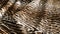 Beautiful leopard fur coat closeup background texture pattern