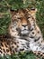 Beautiful leopard lounging in the Parc de la Tete d'Or in Lyon, France, basking in the sun