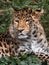 Beautiful leopard lounging in the Parc de la Tete d'Or in Lyon, France, basking in the sun