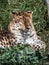 Beautiful leopard lounging in the Parc de la Tete d'Or in Lyon, France, basking in the sun