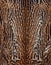 Beautiful leopard skin closeup background texture pattern