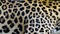 Beautiful Leopard skin texture background