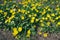 Beautiful Lesser celandine flowers. Ranunculus ficaria