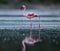 Beautiful Lesser Flamingo