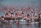 Beautiful Lesser Flamingos  Kenya