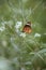 Beautiful Lesser Wanderer Danaus petilia butterfly, orange wiith a black pattern