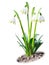 Beautiful leucojum snowdrops spring flowers isolated on soil