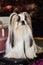 Beautiful Lhasa Apso dog