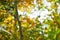 Beautiful liana entwined in a branch in the woods, in autumn at dusk