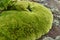 Beautiful lichen green