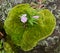 Beautiful lichen green with Flower Pink