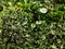 Beautiful lichen with the Latin name Cladonia chlorophaea, folk name goblets of elves, macro, narrow focus zone