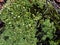 Beautiful lichen with the Latin name Cladonia chlorophaea, folk name goblets of elves, macro, narrow focus zone