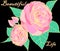 Beautiful life japonica camellia pink colour