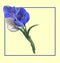 Beautiful on a light background on white for a card, a banner flower crocus