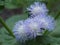 Beautiful light blue ageratum flower close up