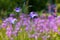 A beautiful light blue Harebell flower Campanula rotundifolia