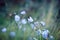 A beautiful light blue Harebell flower Campanula rotundifolia in focus but with a soft out of focus background