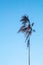 Beautiful light blue natural background. One spikelet against the blue sky