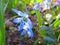 Beautiful light blue tiny wild flower