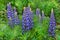 Beautiful light blue and white flowers on a green background in blur.Blooming lupins by close up.Selective focus.Concept of useful