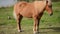 Beautiful light brown horses on green lush summer pasture