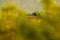 Beautiful light in nature, with birds in nest. White stork, Ciconia ciconia, in nest with two young. Wildlife scene from the natur