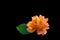 Beautiful light orange rose Westerland with green leaf isolated on black background