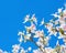 Beautiful light pink flowers Orchid Tree on blue sky background
