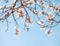 Beautiful light pink flowers Orchid Tree on blue sky background