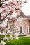 Beautiful light pink magnolia flowers