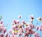 Beautiful light pink magnolia flowers on blue sky background. Shallow DOF