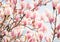 Beautiful light pink magnolia flowers in sunny morning. Shallow DOF. Toned image