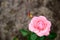 Beautiful light pink rose isolated bloom on blurred gray background in the garden close up with copy space on the left side