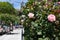 Beautiful Light Pink Roses during Spring along an Empty Neighborhood Sidewalk in Astoria Queens New York