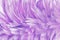 Beautiful light purple bird feathers pattern texture background