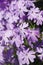 Beautiful Light purple flowers blooming in spring. Phlox subulata flower. Texture background blooming Phlox subulata wildflower. P