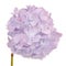 Beautiful Light Purple Hydrangea Flowers on White Background