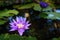 Beautiful light purple lotus flower with leaves in pool on dark