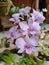 Beautiful light purple orchid