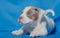 Beautiful light thoroughbred puppy on a blue background