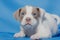 Beautiful light thoroughbred puppy on a blue background