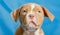 Beautiful light thoroughbred puppy on a blue background