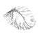 Beautiful light white feather illustration sketch